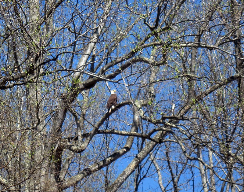 Bald Eagle 2